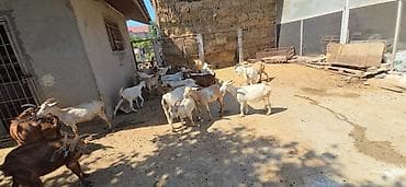теке: Ağ keçilər Sənan və Alpin qarışığıdır. Kariçnivilər sənan və hələb — 5