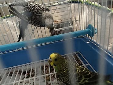 Balıqlar: Dalmatin və yaşıl-sarı rəngli iki dalğıç papağan (butaqar/boğça) — 4