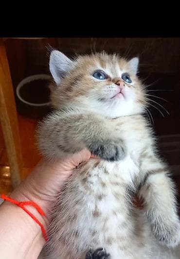 pişik adı: Britan, Erkək, Dişi, Yaxşı əllərə, Ünvandan götürmə — 2