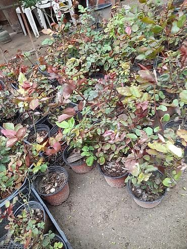 7 gozel gulu: Qablı qızılgül kolları – dekorativ bağ və balkon üçün - Bitki — 1