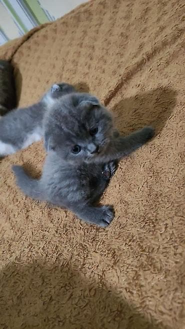 it satısı: Britan, Erkək, Yaxşı əllərə, Ünvandan götürmə — 3