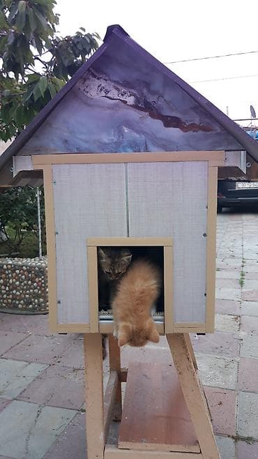 Yuvalar: Məhsul: Açıq havada istifadə üçün pişik evi Təsvir: Qapalı pişik evi — 2