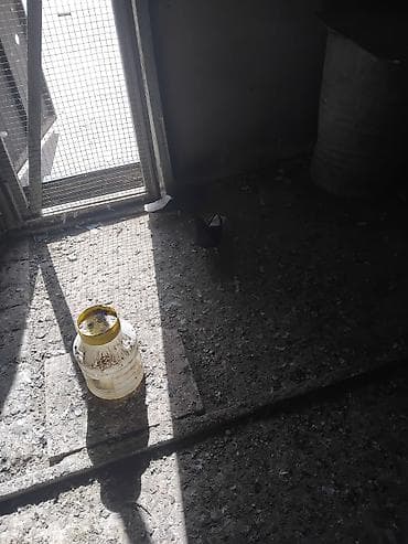 goyercin dami: Sağlam heyvanlari çütü 20 man .erkey maya .cavan dilar — 3