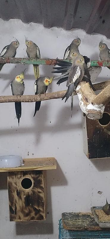 Nimfa (Cockatiel) tutuquşuları – müxtəlif rənglərdə populyasiya - at lalafo.az Nimfa (Cockatiel) tutuquşuları – müxtəlif rənglərdə populyasiya -