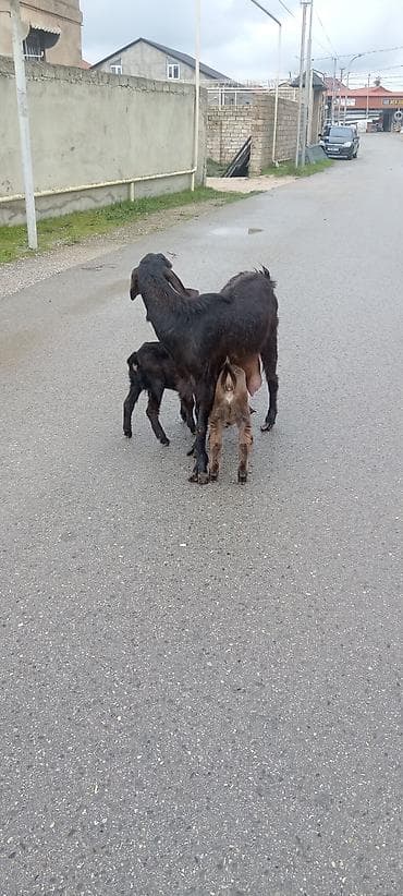 diş şotkası: Sürü – keçi qarışıq 15 baş Ana keçi qarışıqdı hem Sani hem Heleb — 9