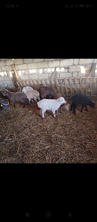 Digər heyvanlar: Sağlam quzular satılır 22 ədəd 11 erkeybiri dişi qiyməti 185 manat — 3