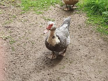 ordək balası və cucə: Bir cüt macar satılır Erkək təmiz qandır aktiv heyvandir, dişi — 5