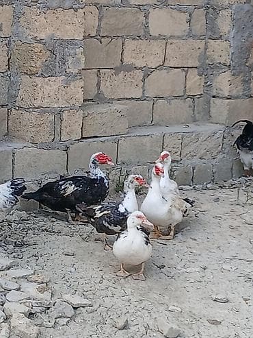 çöl ördək: Salam öz qapımın sağlam cavan heyvanlarıdır ətradlı nömrə qeyd olunip — 6