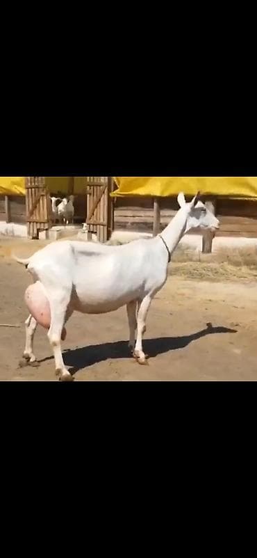 Salam.aleykum keci birinci qarin dogub 11 günlük disi balali sudu 4.5