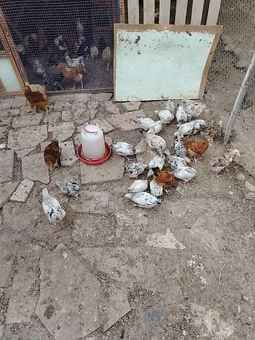 С/х животные и товары: Сhicks, Для мяса — 3