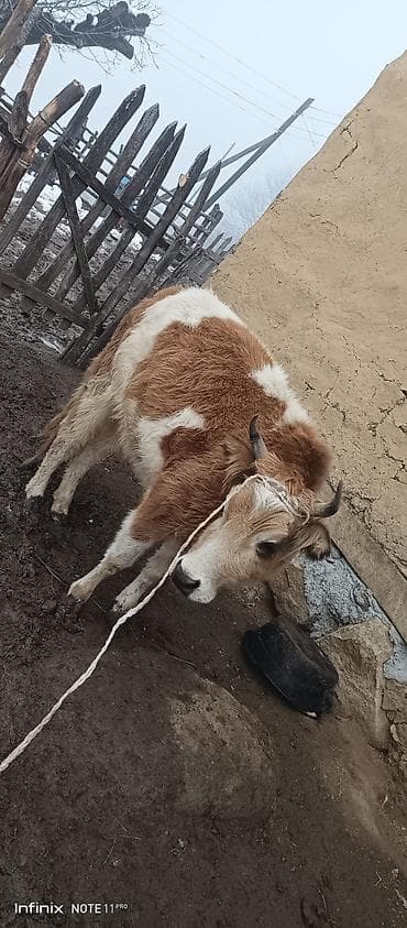 mal heyvan: Məhsul: Yerli mal-qara (2 baş) - Növ: İnək/dana - Rənglər: - 1 baş — 4