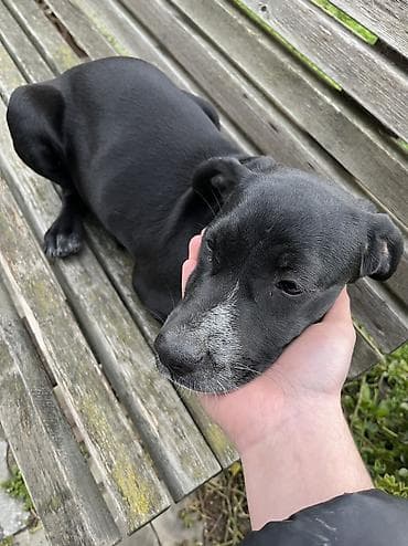 Kurtxar, 5 ay, Dişi, Peyvəndli, Ünvandan götürmə