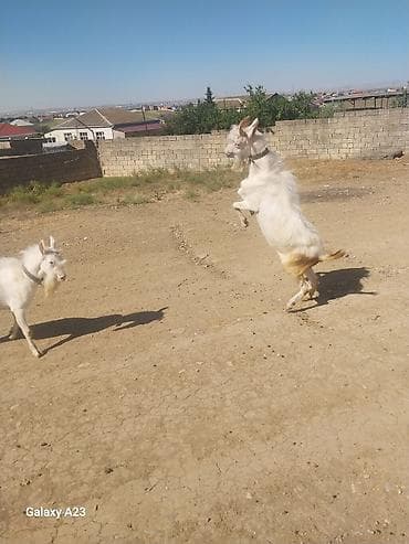 keçi qoyun: Məhsul: Ağ rəngli keçilər (2 baş) Təsvir: - Şəkillərdə görünən ağ — 2