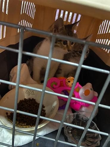 dovşan balaları: Yaxşı əllərə — 2