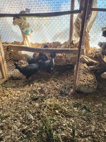 клетки для кур несушек купить в бишкеке: Kəkilli kənd fərələri 4 aylıq 10 ədəd 19 manatadi fərələr 12 manat — 7