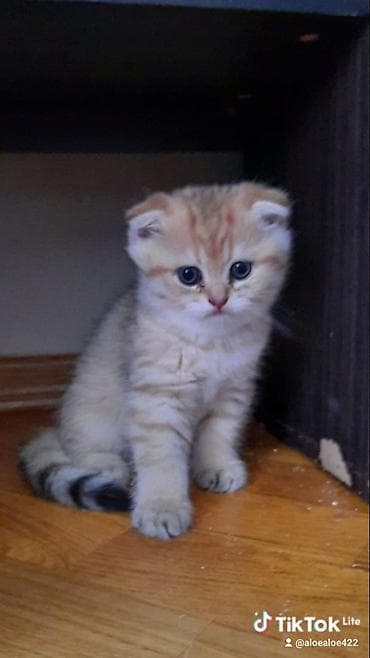 ucuz quzular: Şotland, Erkək, Yaxşı əllərə, Ünvandan götürmə, Ödənişli çatdırılma — 5