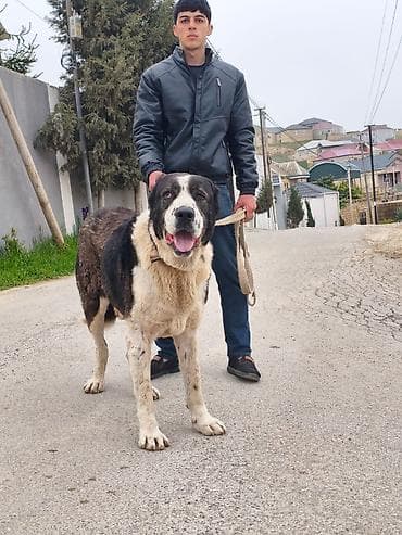 Alabay, 4 il, Erkek, Cütləşmə üçün, Rayonlara çatdırılma