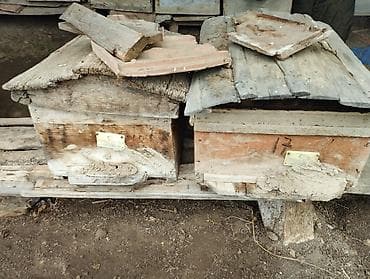 ucuz keci: Arıxana avadanlığı – taxta pətəklər və gövdələr - Məhsul: Arıçılıq — 3