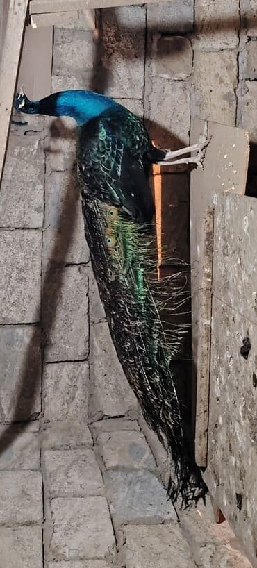 en iri it cinsi: 1 ədəd 4 illik 1 ədəd 2.5 illik erkək qaraqanad. Damazlıq və qan — 5