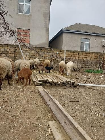 qoyun barter: 400 manatda 750 manata kimi var — 10