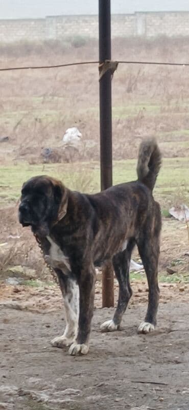 yuxuda ördək balası görmək: Qurdbasar, 3 il, Erkek, Peyvəndli, Ödənişli çatdırılma — 2