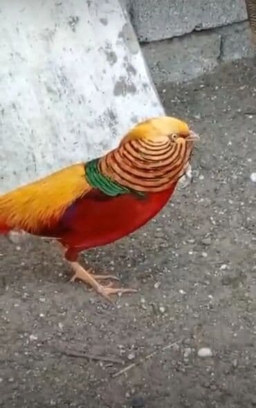 geref quşu: Esil Qafqaz qirqovulu unvan Gence basqa nov wirqovularda var keklik — 4