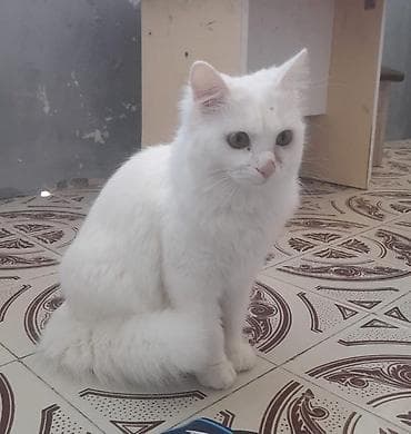 Yaxşı əllərə lalafo.az -da Yaxşı əllərə