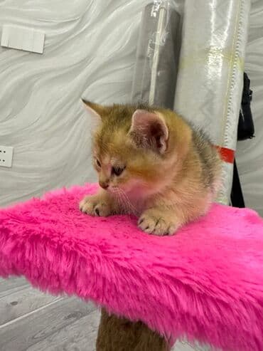 şotlan pişik: Şotland yastı qulaq, Erkək, Dişi, Yaxşı əllərə, Ünvandan götürmə, Pulsuz çatdırılma, Ödənişli çatdırılma — 164