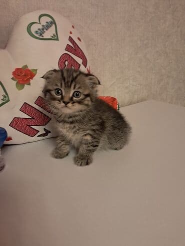 pişiy satışı: Şotland, Erkək, Dişi — 7