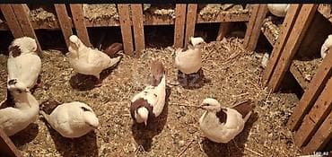 quş adları: Tecli satlir qimzi sari nislar riyal alclar buyursun optvoy satlir tek — 2