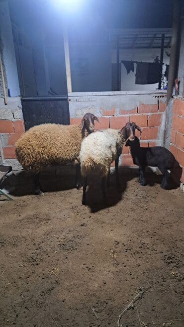 ari ailesi satisi: Dişi, Qala, il: 1, 90 kq, Damazlıq — 3