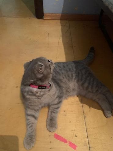 Gəmiricilər: Şotland yastı qulaq — 2