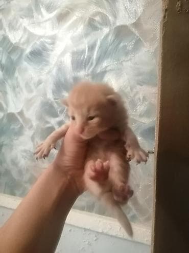 Erkək, Yaxşı əllərə, Ödənişli çatdırılma