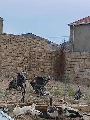 quş yarım tip: Salam öz qapımın 6 7 aylığ sağlam hinduşkalarıdır maşallah olsun — 2