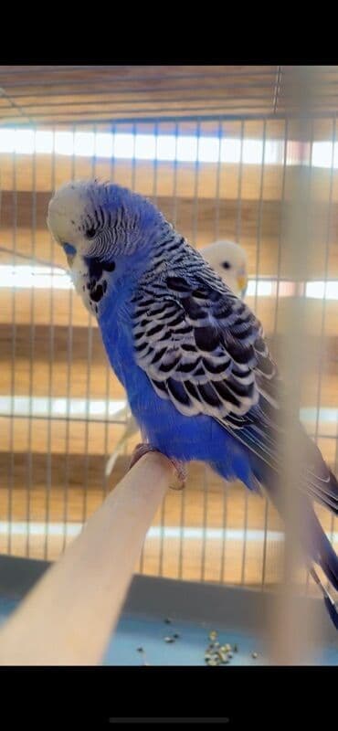 BARTER OLUNUR 15 kq AG DARI ILE. Cex erkek aktiv qusdu tuleye tez tez