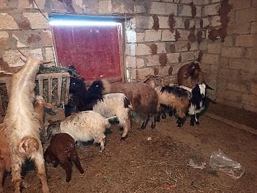 sort keçi: Dişi, il: 1, 20 kq, Damazlıq, Ünvandan götürmə, Ödənişli çatdırılma — 4