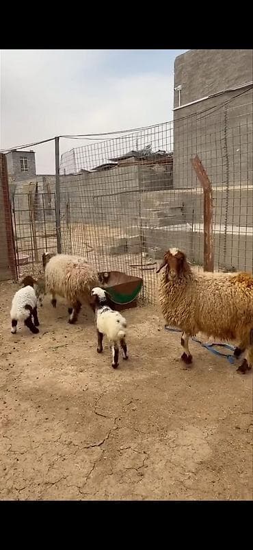 heyvan sahibləndirmə: Mal-qara: ana qoyunlar və quzular Təsvir: - Qapalı həyətdə saxlanılan — 2