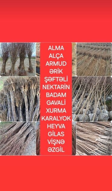 Bitki dərmanları: 3azn — 1