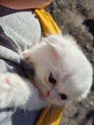 Gəmiricilər: Britan yastı qulaq, Dişi, Yaxşı əllərə, Ünvandan götürmə — 3