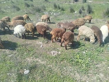 qaradolaq qoyunu satilir: Satışda – qarışıq rənglərdə balaca qoyun-quzu sürüsü. Xüsusiyyətlər — 1