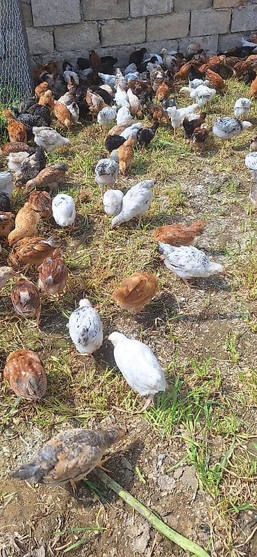 Toyuq cücələri, Damazlıq