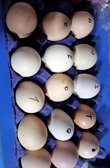 Məhsul: Təmiz cins toyuq/horoz yumurtaları – qara lələklı