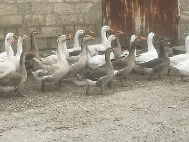 Qaz sürüsü satılır - Növ: ev qazı (ağ və boz rəngli fərdlər) - — 3