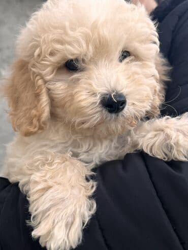 it itib: Pudel, 2 ay, Erkek, Peyvəndli, Ödənişli çatdırılma — 1