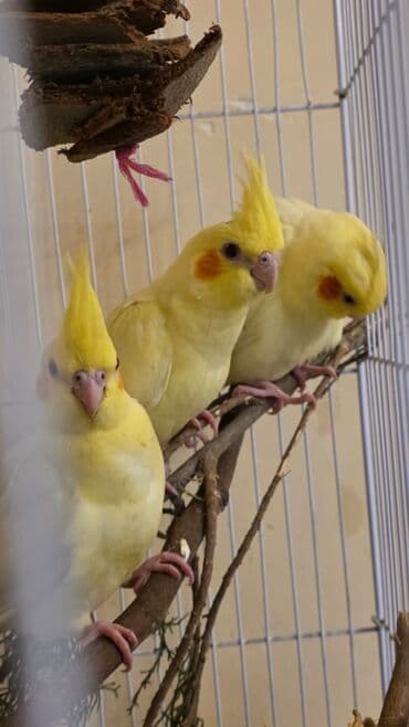 Gəmiricilər: Korella Quşlarl
Tam sağlam ! — 2