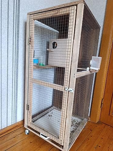 gene ucun derman: 1 çüt erkək və dişi korella 1 yaş quşlar satılır quşlar tam sağlamdır — 8