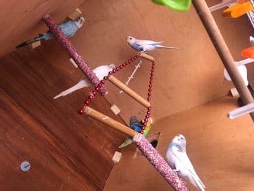 Digər heyvanlar: 3erkek 3disi hazir yuvalari var hamisin + elave 1boyuk qefes hediyye — 5