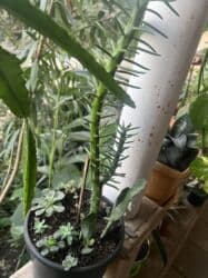 qazon toxumu qiyməti: Her biri ucuz kimete Gencededi catirma var size yaxin yere ancag — 40