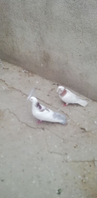 тап аз птицы: Məhsul: Göyərçinlər (cüt) Təsvir: - Ağ əsas rəngdə, boyun və kürək — 1