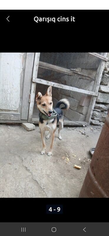 coban iti adlari: Zvanok it - Orta ölçülü, atletik quruluşlu - Üçrəng palto: qara — 1